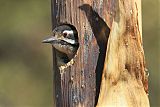 Ladder-backed Woodpecker